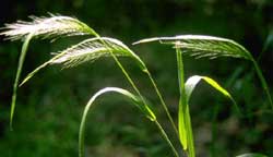 Viriginia Wild Rye