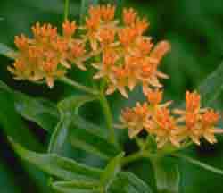 Butterfly Weed