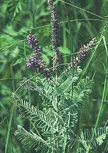 Lead plant