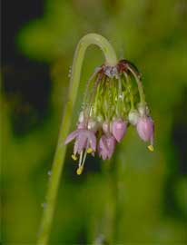 Nodding Wild Onion