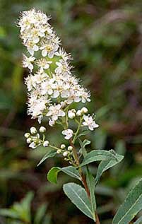 Pink Meadowsweet