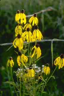 Yellow Coneflower