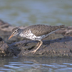 A spotted sandpiper pauses at the edge of a pond.