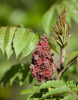 The rusty red seed head of the staghorn sumac surrounded by the plants green leaves.