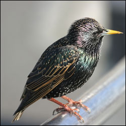 A starling sits on a metal railing.