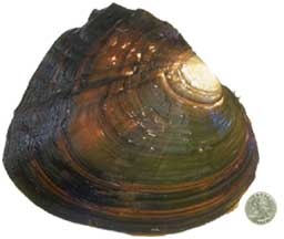 A White Heelsplitter mussel