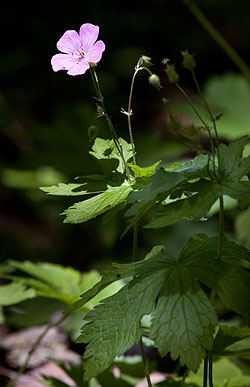 A wild geranium's lovely lavender flower stands out against a dark forest background.