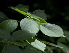 Wood nettle leaves at the edge of a path through a forest.