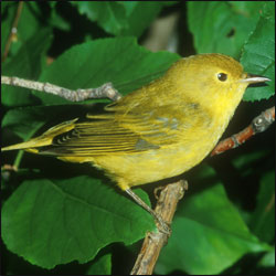 A female yellow warbler perches on a twig surrounded by green leaves.