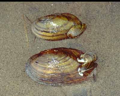 Zebra mussels attached to native mussels.