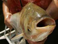 Silver Carp (Hypophthalmichthys molitrix)