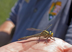 A large yellow dragonfly is released at the Minnesota BioBlitz 2009.