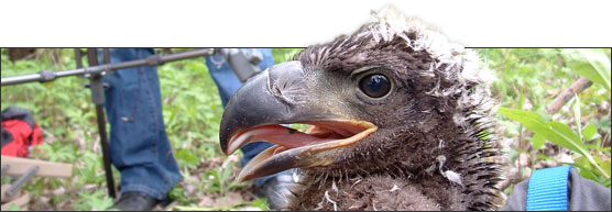 Eagle Survey Header