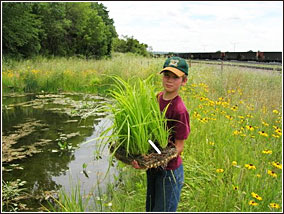 A boy holds a flat of native grasses on a shoreline of a pond.