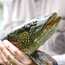 A fisher holds a northern pike.