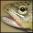 Fish ID