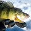 An angler holds a yellow perch.