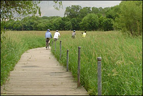 Bicycle riders ride on a board walk that traverses a cattail marsh.