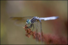 A green and blue dragonfly perched on a seedhead.