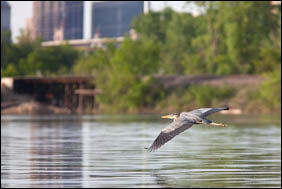 A great blue heron flies over Pickerel Lake in Lilydale Regional Park. Downtown Saint Paul is in the background.