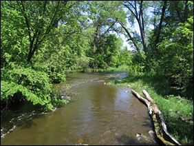 Rice Creek flows through the forest towards the Mississippi River.