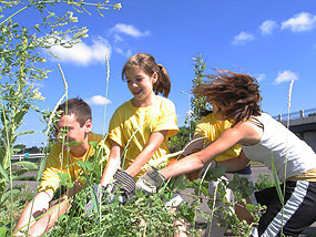 Volunteers pull invasive species at a local park.