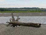 Snag on a sandbar at low water