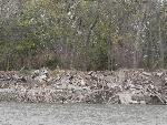 Broken concrete bank stabilization 