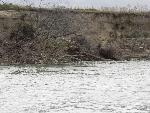 Bank erosion along 59 mile stretch of river