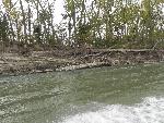 Bank erosion where trees fell into the river
