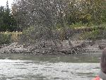 Eroded bank and trees from flood waters