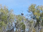 Bald Eagles nest on 39 mile stretch