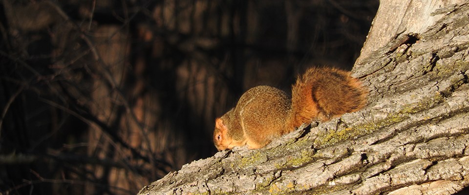 A fox squirrel lounges on a tree in morning sun.