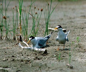 Two least terns at nest
