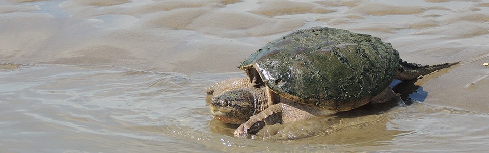 A common snapping turtle on the river's shoreline.