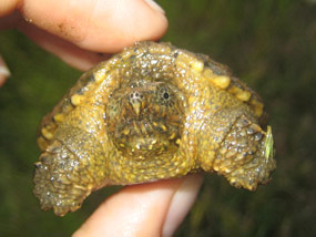 Baby snapping turtle