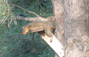 red squirrel