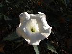 Sacred Datura