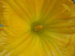 Squash Flower