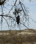 Common Blackhawk