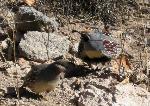 Gambel's Quail