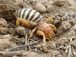 Jerusalem Cricket