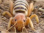 Jerusalem Cricket
