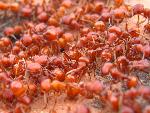 Red Harvester Ants