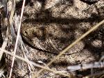 Western Diamondback Rattlesnake