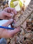 Marking the rattle