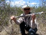 Safely handling a rattlesnake