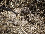 Rattlesnake with marked rattle