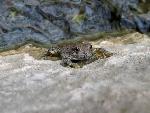 Canyon tree frog