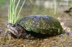 Sonora mud turtle